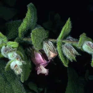 Lepechinia fragrams from Santa Rosa Island--SBBG Island section