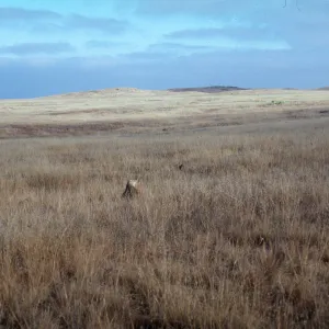 San Clemente Island--central terrace grasslands