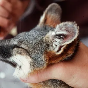 San Clemente Island, island fox