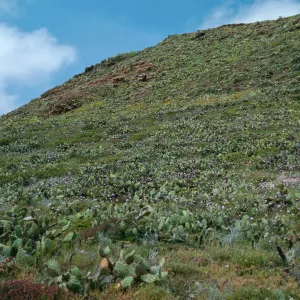 San Clemente Island--EEl Point Grade--maritime scrub