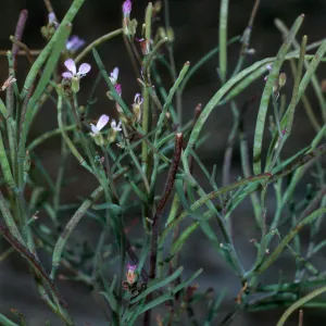 Sibara filifolia--Sibara Ridge--San Clemente Island