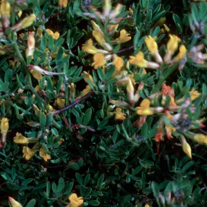 San Clemente Island, Lotus dendroideus traskiae