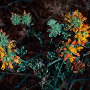 San Clemente Island, coastal floats west side, Lotus argophyllus ornithopus