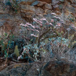 Eriogonum giganteum formosum--San Clemente Island--China Cyn.--