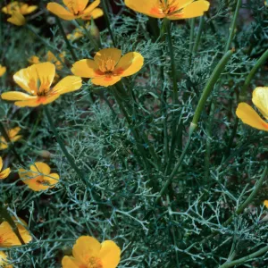 San Clemente Island--base of Eel Point grade--Eschscholzia ramosa