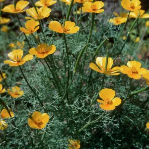 San Clemente Island--base of Eel Point grade--Eschscholzia ramos