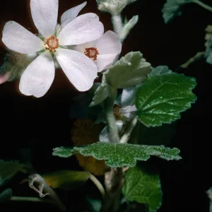 Malacothamnus clementinus