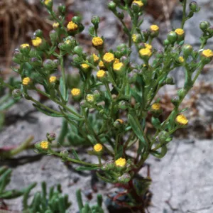 San Clemente Island, Malacothrix foliosa, SCI-238