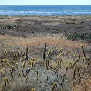  San Clemente Island, coastal terrace, W side