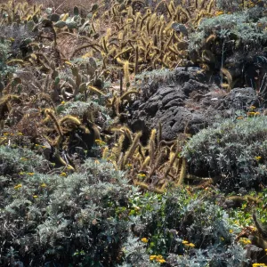 San Clemente Island, beach between Randall & Chamish Cyns., bluff vegetation