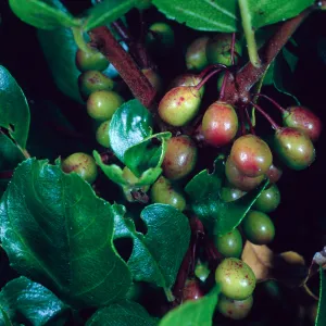 Santa Catalina Island, Avalon Canyon, Rhamnus pirifolia