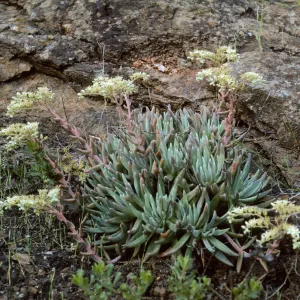 Santa Catalina Island, Dudleya hassei
