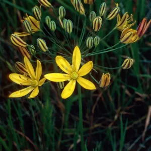 Santa Catalina Island, E side of Avalon Harbor, Bloomeria crocea