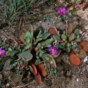 Santa Barbara Island, E of Cat Cyn, Calandrinia maritima