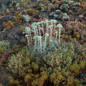 Santa Barbara Island, W of Cat Cyn, Dudleya traskiae