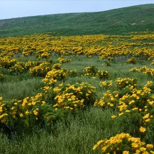 Santa Barbara Island, head of Graveyeard Cyn, Coreopsis