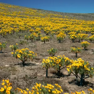 Santa Barbara Island, head of Graveyeard Cyn, Coreopsis
