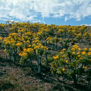 Santa Barbara Island, north peak, Coreopsis