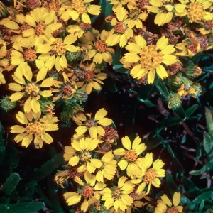 Santa Barbara Island, Graveyeard Cyn, Hemizonia clementina