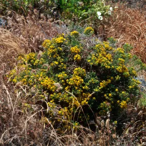 Santa Barbara Island, Graveyeard Cyn, Hemizonia clementina