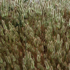 Polypogon monspeliensis, San Miguel Island