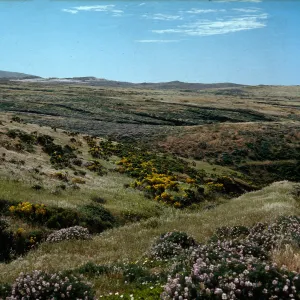 Coreopsis; Lupinus arboreus, San Miguel Island, looking to CaÃ±ada del Mar from Ranch Trail
