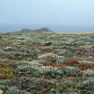 Layia (tidy tips) , Dudleya (liveforevers), Astragalus (milkweed), San Miguel Island, Harris Point peninsula