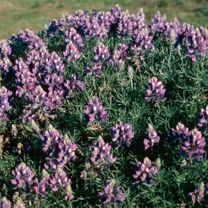 Lupinus (Lupine), San Miguel Island, near Dry Lake