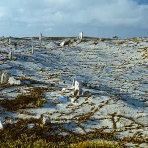 Caliche forest--San Miguel Island