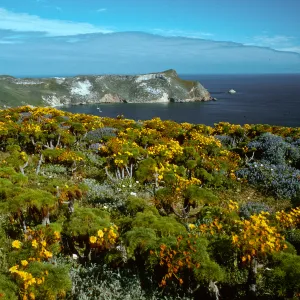 Coreopsis, Lupinus albifrons, Cuyler Harbor from Cabrillo Monument, San Miguel Island