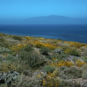 Coreocarpus, Natividad Island, NE end of island, Cedros in distance