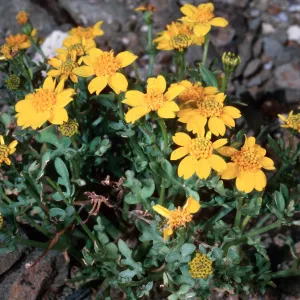 Coreocarpus arizonicus, Natividad Island