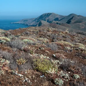 Dudleya albiflora habitat, looking N from highlands N of lighthouse, Natividad Island