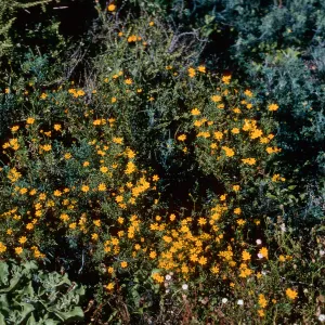 Coreocarpus arizonicus, Natividad Island, E side