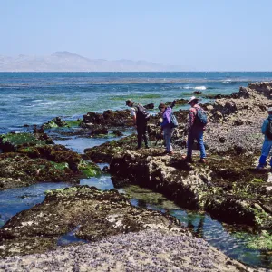 field study group, Santa Rosa Island, East Point tide pools