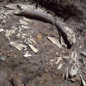 Mammoth tusk, Santa Rosa Island