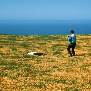 Lasthenia, road to W end, Santa Rosa Island