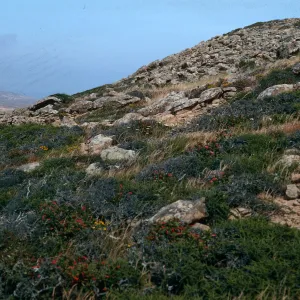Adenostoma chaparral, South Point Road, Santa Rosa Island