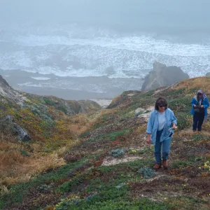 Castilleja mollis habitat, West side of Carrington Point, Santa Rosa Island