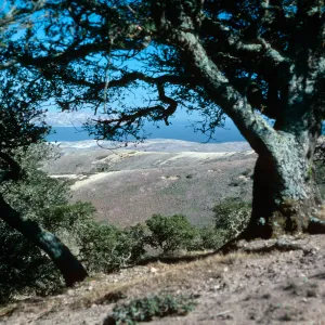 Quercus tomentella, Black Mountain, Santa Rosa Island