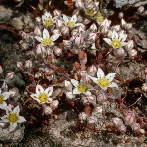 Dudleya blochmaniae insularis, South of Î”OAR, Santa Rosa Island