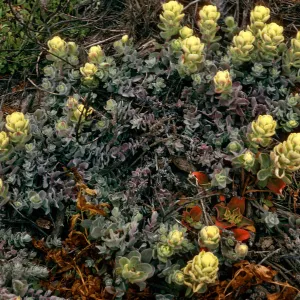 Castilleja mollis, West side of Carrington Point, Santa Rosa Island