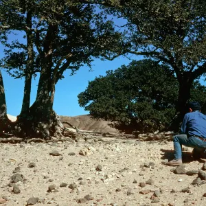 Quercus tomentella, West of Soledad Peak, Santa Rosa Island