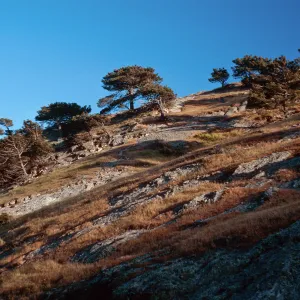 Torey Pines, Box Canyon, Santa Rosa Island