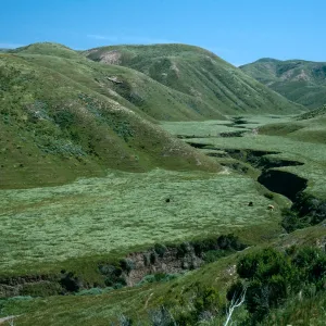 CaÃ±ada Verde (?), Santa Rosa Island
