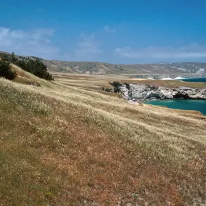 near Torrey Pines, Beechers Bay, Santa Rosa Island