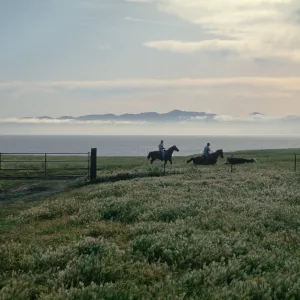 Vaqueros in early morning, Beechers Bay, Santa Rosa Island