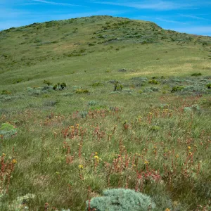 terrace above head of Cherry Canyon, looking East, West Anacapa Island