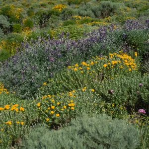 Coreopsis, Eriophyllum, Lupinus albifrons, Dichelostemma, ridgetop, East of Summit Peak, West Anacapa Island