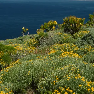 Eriophyllum, Coreopsis, Western flanks of Summit Peak, West Anacapa Island
